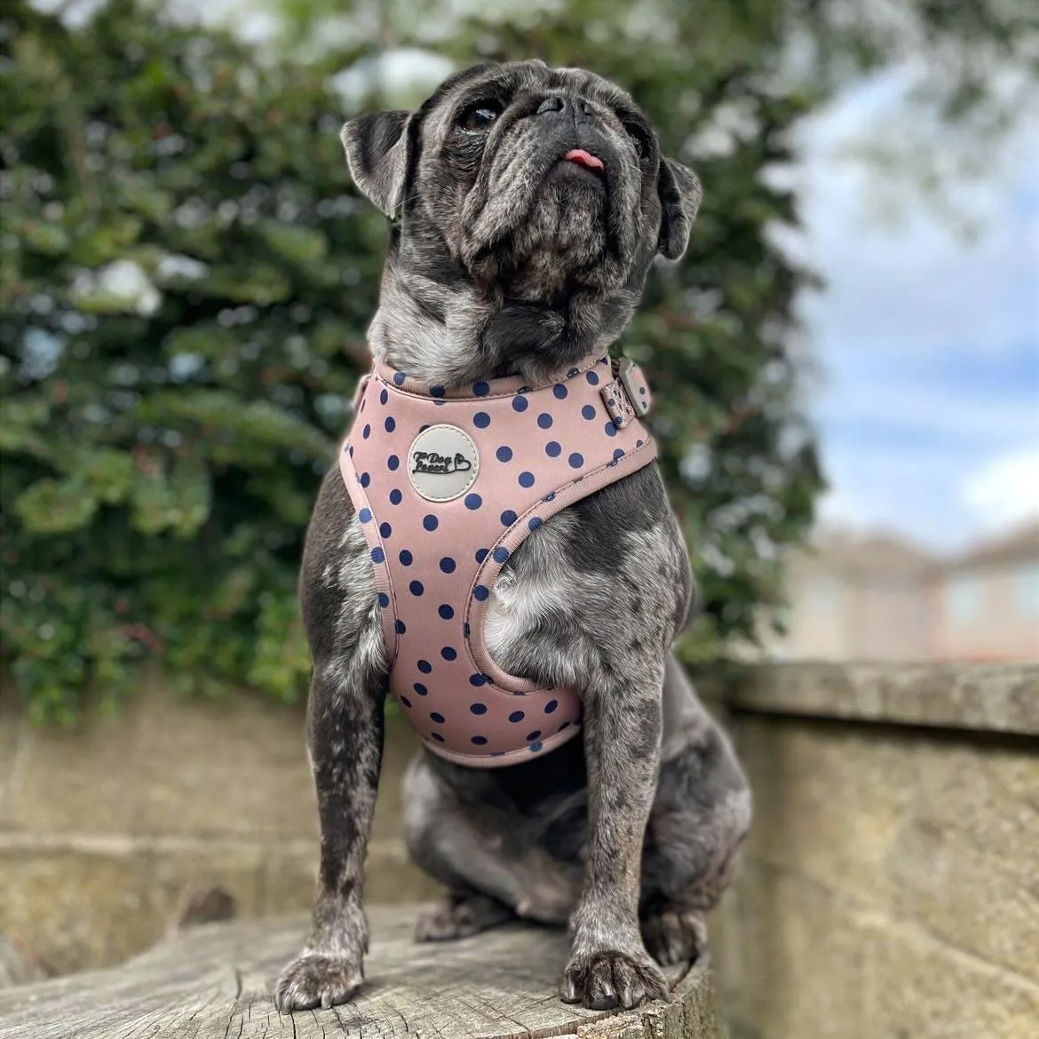 Adjustable Dog Harness Fashion Icon