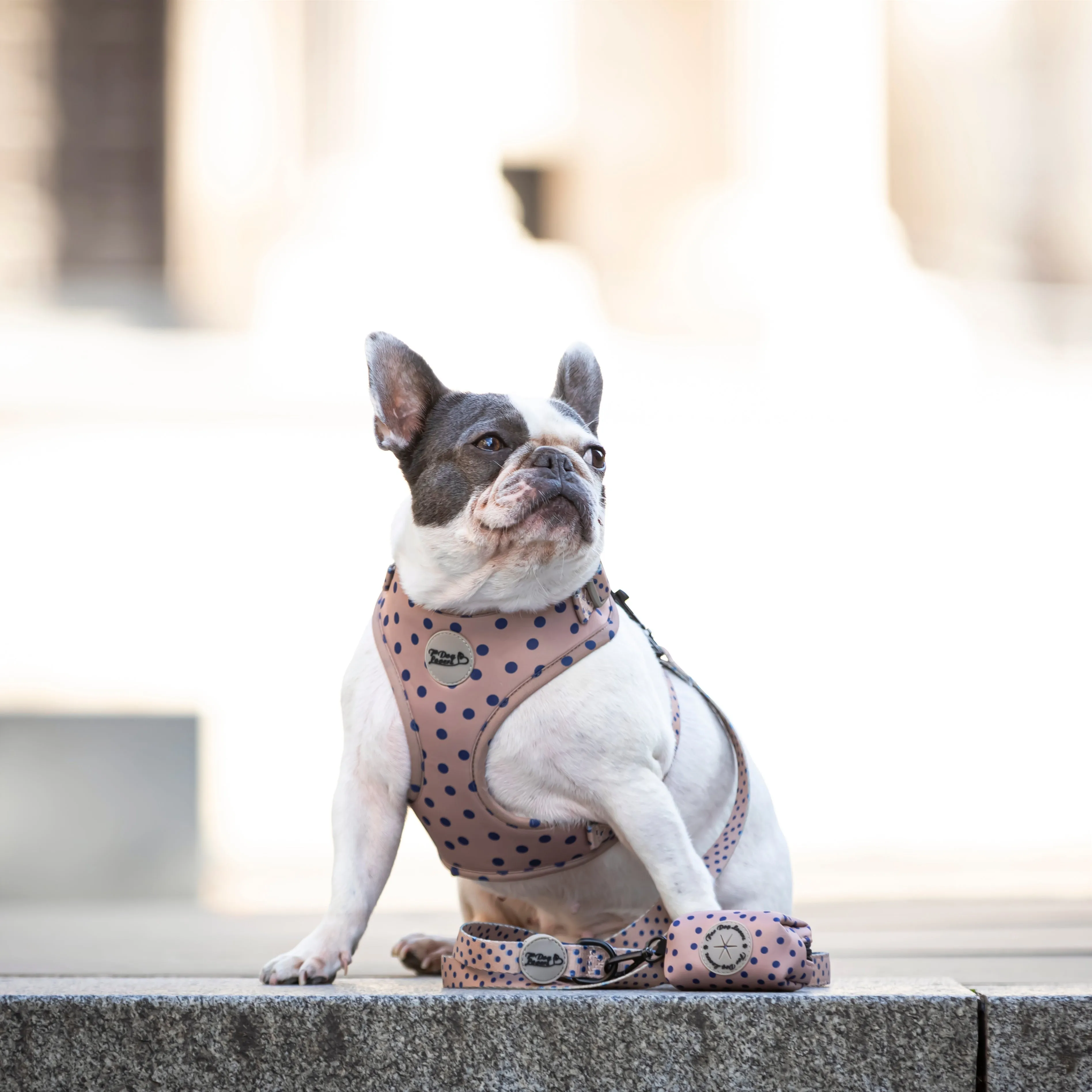 Adjustable Dog Harness Fashion Icon