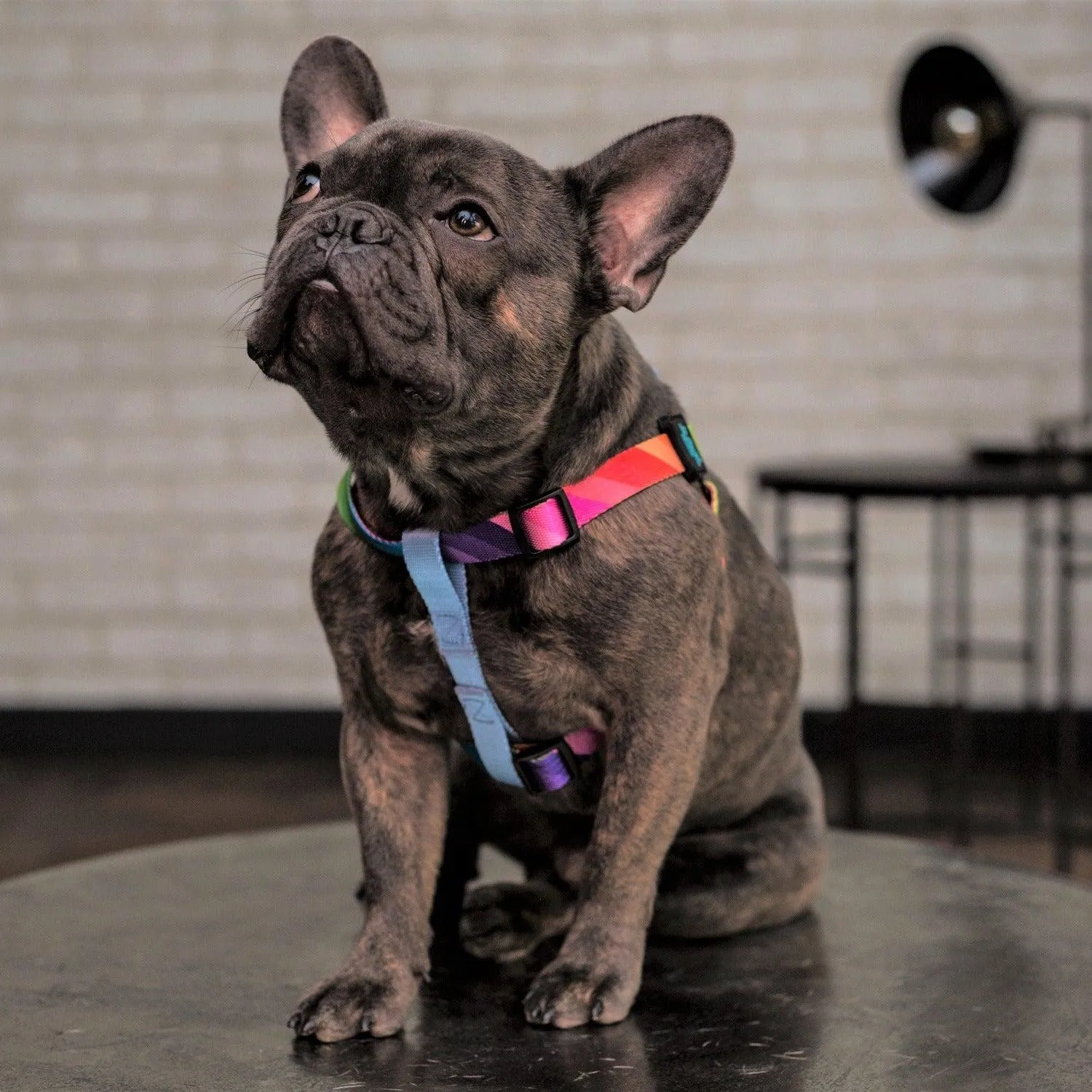 Adjustable Strap Dog Harness - Sky Blue