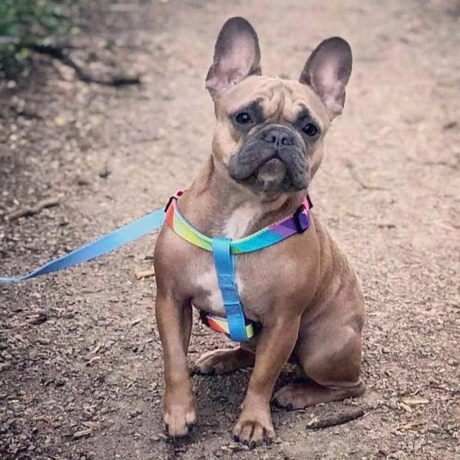 Adjustable Strap Dog Harness - Sky Blue