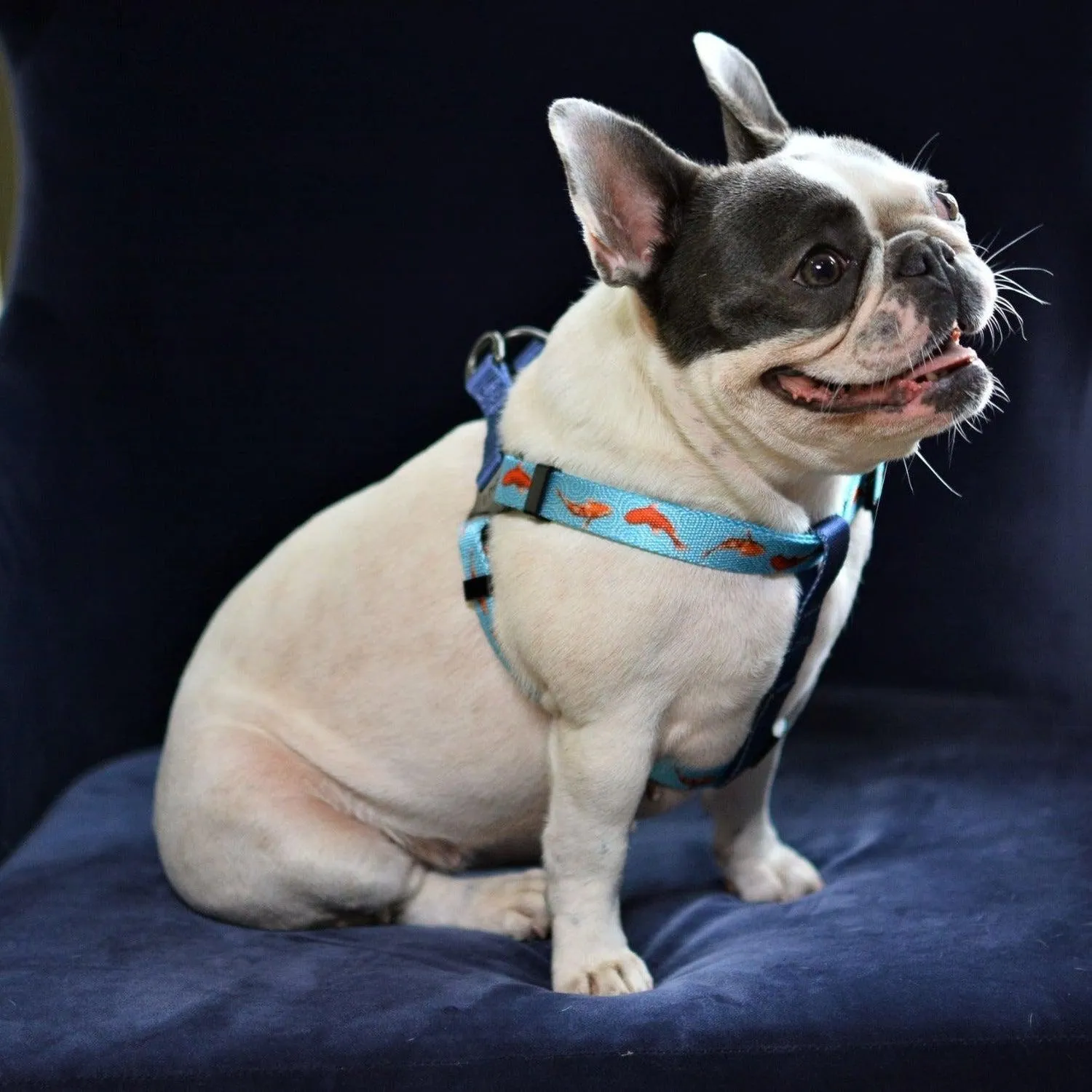 Bond For Love Dog Strap Harness - Fishes