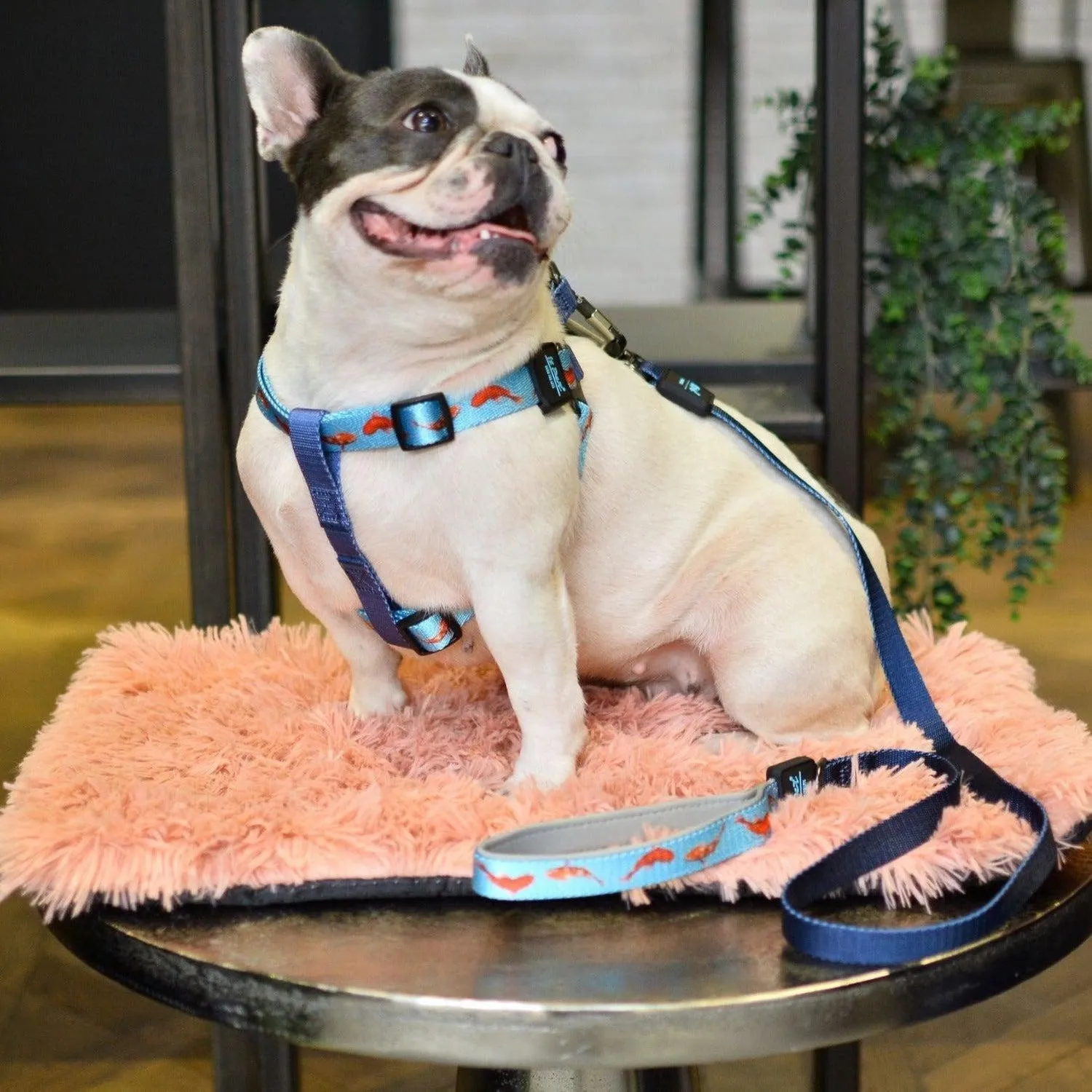 Bond For Love Dog Strap Harness - Fishes