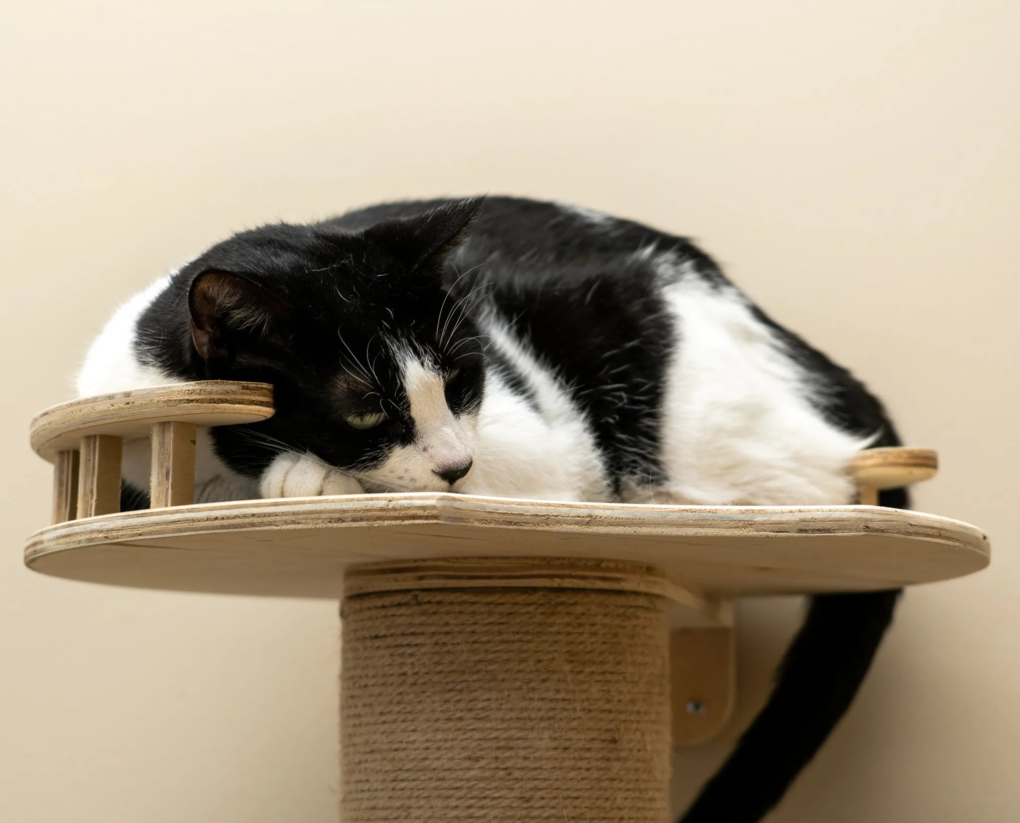 CatHaven™ Five-Level Wall Mounted Activity Cat Tree - NEW!!!