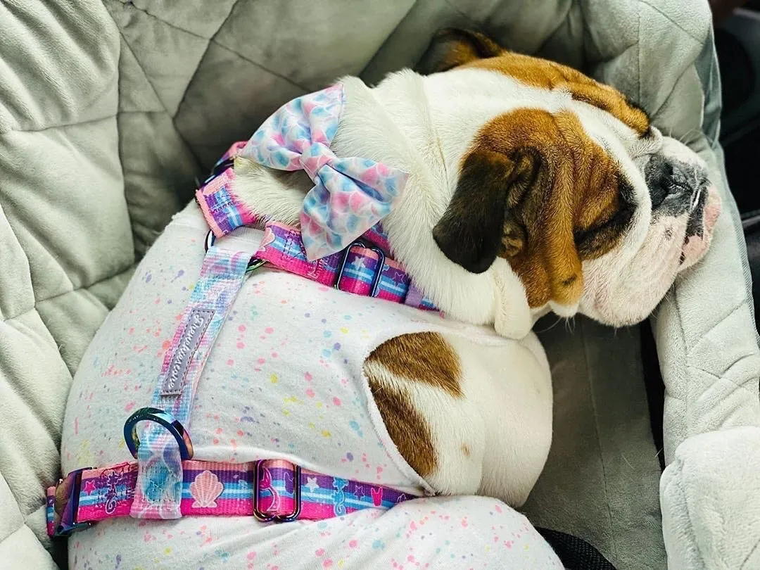 Frenchiestore Adjustable Pet Health Strap Harness | Mermazing