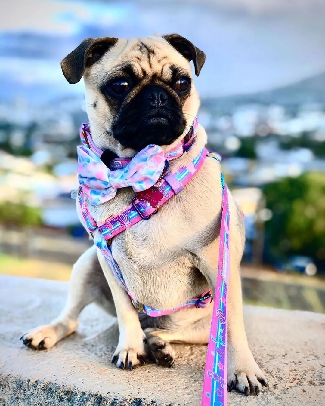 Frenchiestore Adjustable Pet Health Strap Harness | Mermazing